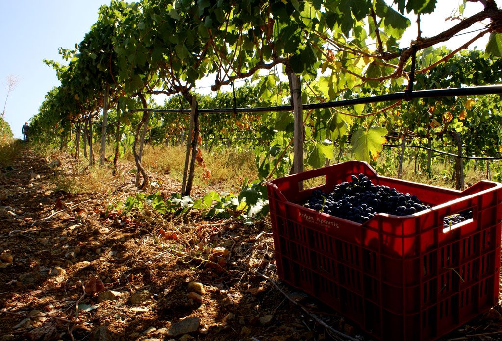 Avantis Estate Malagousia harvest in Evia