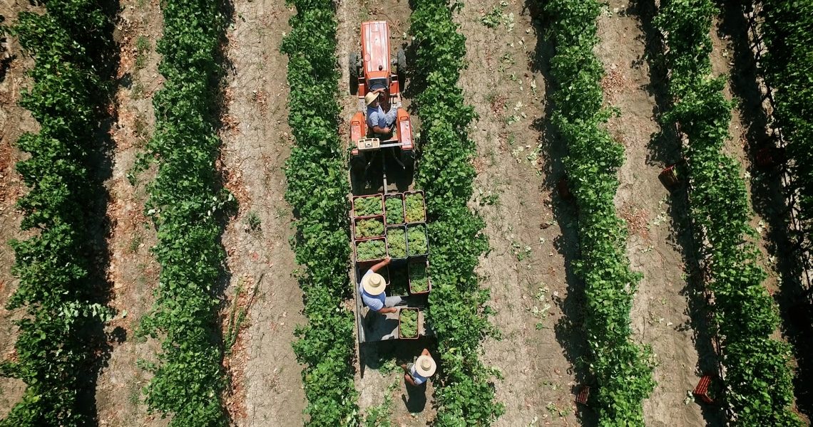 Domaine Gerovassiliou vineyard in Epanomi