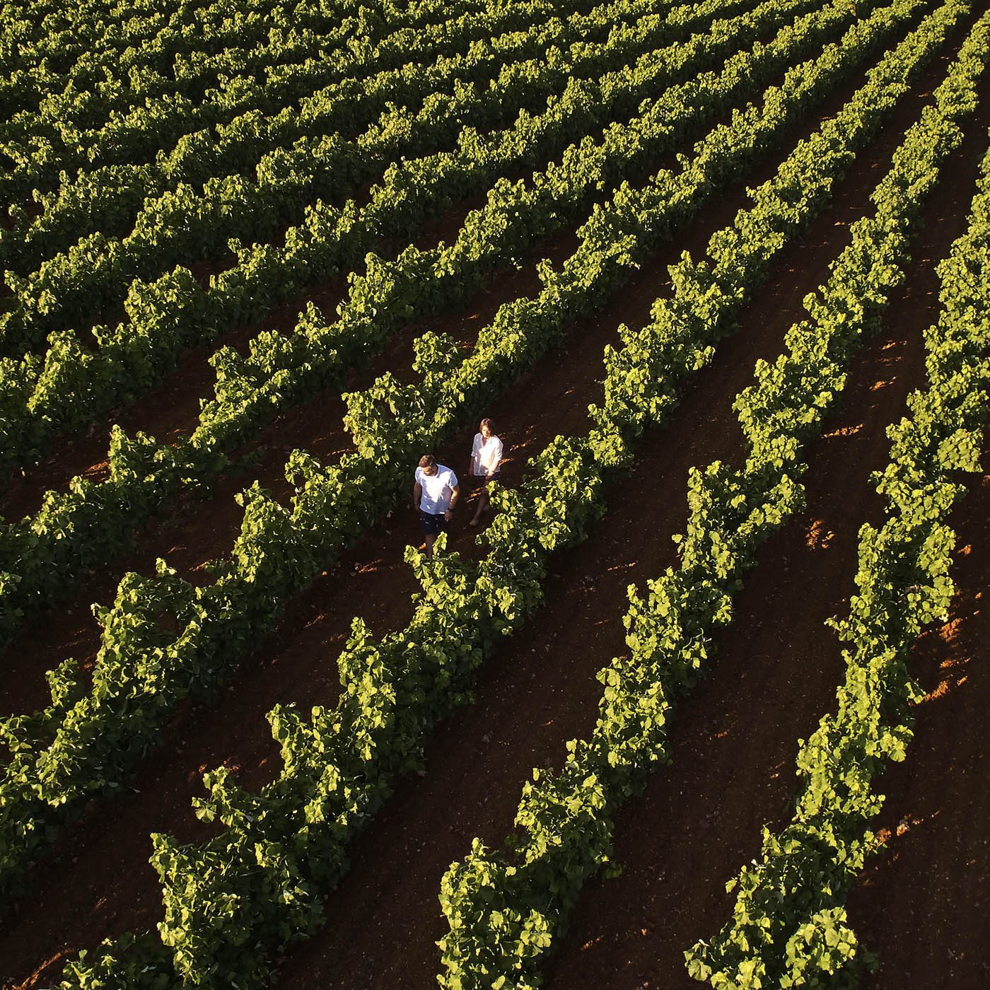 Bosinakis Winery in Mantineia