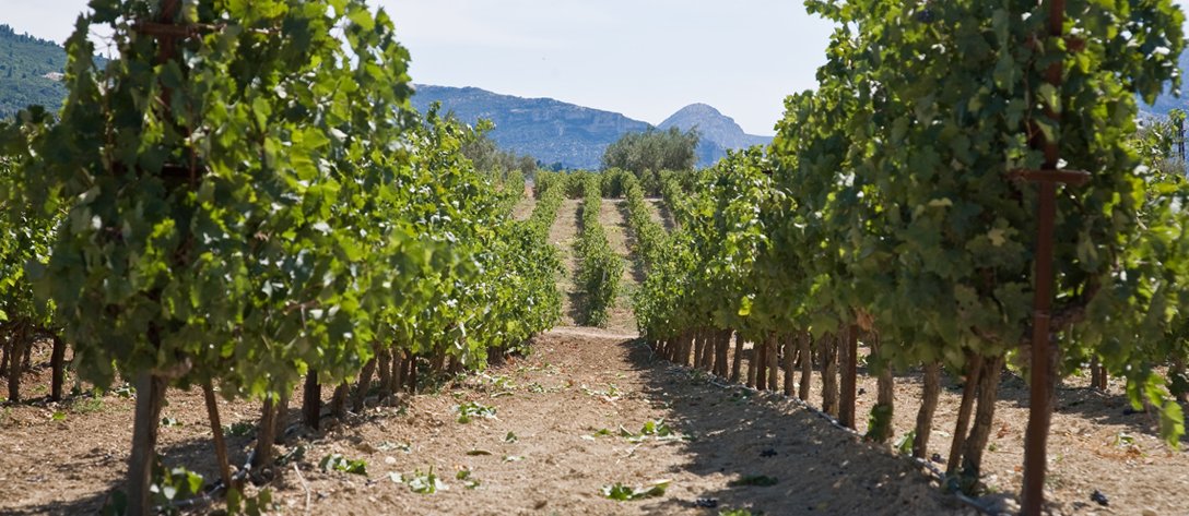 Vineyards of PDO Nemea in the Peloponnese — Greece's largest red wine appellation, planted exclusively with Agiorgitiko