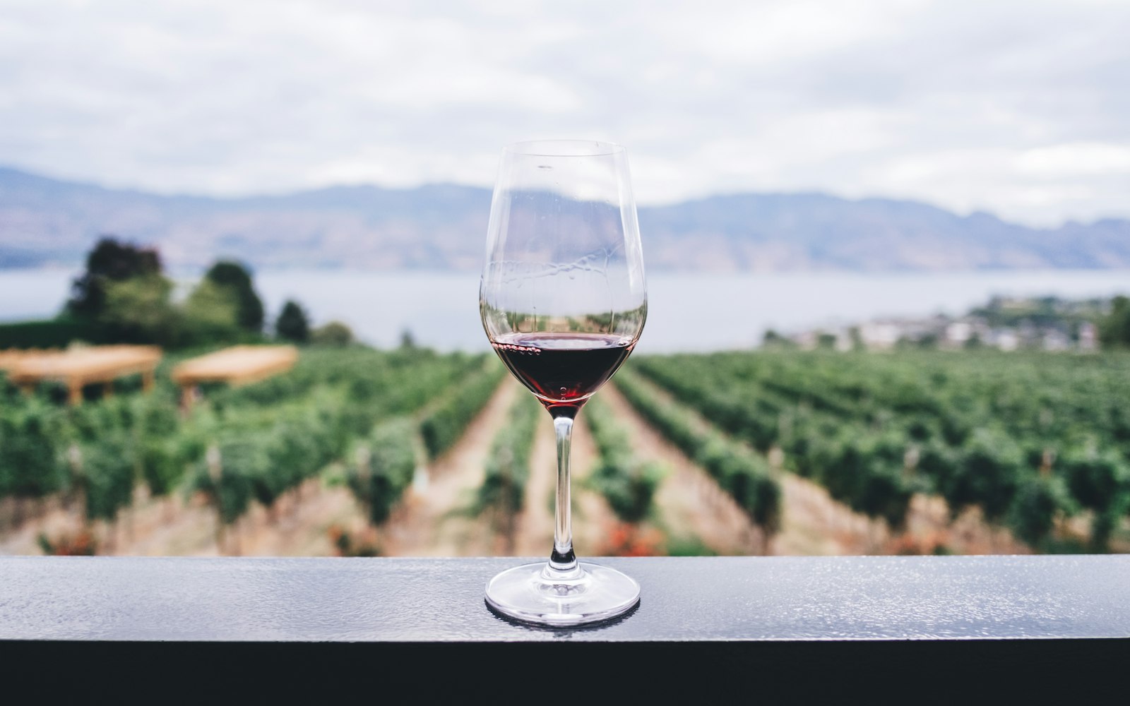 Glass of red wine overlooking a Mediterranean vineyard