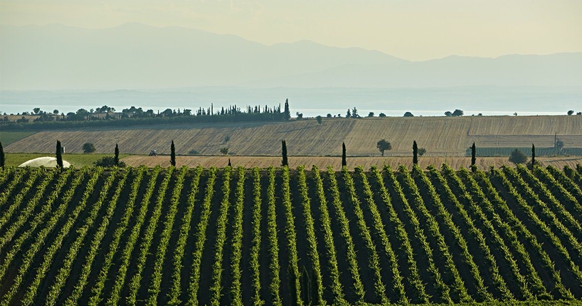The Domaine Gerovassiliou vineyard in Epanomi — the home of modern Malagousia