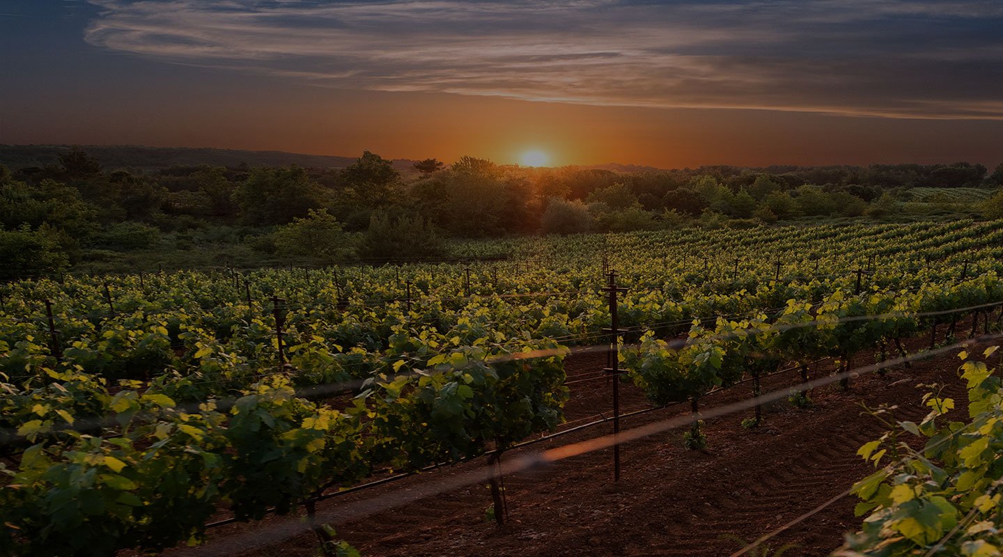 Domaine Tselepos vineyards on the Mantineia plateau — the home of Greece's most aromatic indigenous white grape, Moschofilero